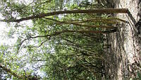 UM002 S0013 Avicennia germinans.jpg