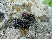 ZG007 0165 Rubus sp..jpg