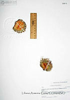 LAC955 Escobaria vivipara.JPG