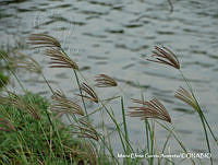 MEGA 0613 Chloris barbata.JPG