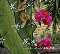 MN6PyH0053 Acanthocereus tetragonus.jpg