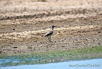 MGaves 2394 Pluvialis dominica.jpg