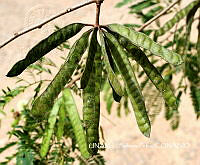 JF078 0496 Leucaena leucocephala.jpg