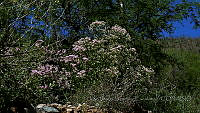 JJSE0013 Acourtia wrightii.JPG