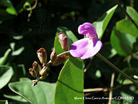 MEGA 0066 Canavalia rosea.JPG
