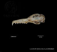 LESS 0389 Choeronyteris mexicana.JPG