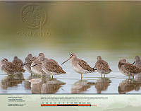 Costurero Pico Largo.jpg