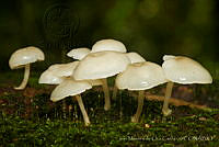 IMDOC1612 Agaricales.jpg