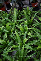 IMDOC 5754 Polypodiopsida.jpg