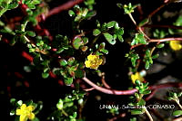JF078 0604 Portulaca oleracea.jpg