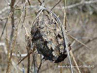 MRG-2018-1424 Luffa operculata (MRG-11abr18-e).JPG