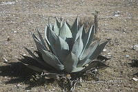 PNQ 0045 Agave parryi.jpg
