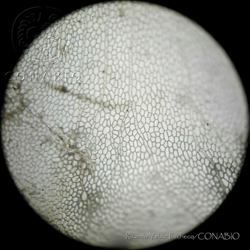 RYP0365%20Cryptopleura%20ramosa.jpg.rifatb31MQl7N5dhQA3g0JtbmFja29CbnFuZ3NAbXJ6LGtwZwA.sOQIusjF0r