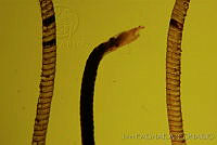 OIEA0021 Cactoblastis cactorum.jpg