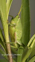 SM0318 Sphenarium purpurascens.jpg