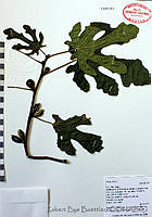 RBB0132 Ficus carica.tif