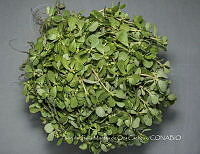 IMDOC4678 Portulaca oleracea.jpg