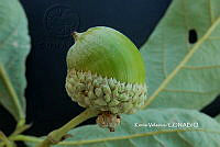 ME010 KV 01110 Quercus glabrescens Benth., 1840_.JPG