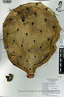 YPH2326 Opuntia robusta.jpg
