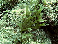 BDP0115 Dictyota ciliolata.jpg