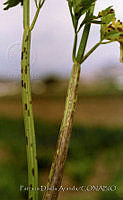 PDA0013 Apium graveolens.JPG
