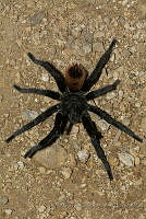 IMDOC1913 Brachypelma epicureanum.jpg