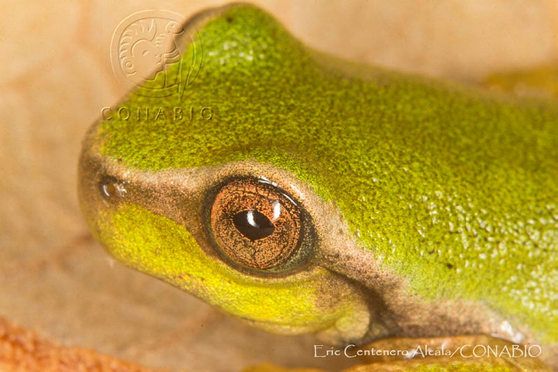 ECA0259%20Plectrohyla%20arborescandens.jpg.jyeU5qD MSFhX 1jQA3g0JtbmFja29CbnFuZ3NAbXJ6LGtwZwA.Ifnt6Uf0sY