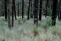 IMDOC Hong 0125 Eryngium proteiflorum.jpg