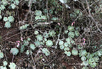 ORGR0143 Echeveria secunda.jpg