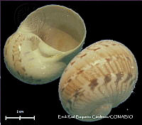 KT014 0559 Naticarius canrena.JPG