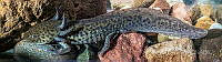 RIMB0003 Ambystoma mexicanum.jpg