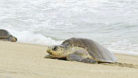 MASM08269 Lepidochelys olivacea.jpg