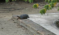 NE017 054 Dermatemys mawii.jpg