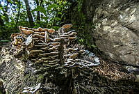 RLB21 Polyporales.jpg