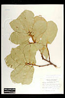 102085 Quercus coccolobifolia.jpg