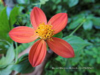 JF092 0697 Dahlia coccinea.jpg