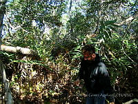 LRGA007 Rhizophora mangle y Acrostichum aureum.jpg