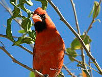 MCS IM0014 Cardinalis cardinalis ssp. Mariae.jpg