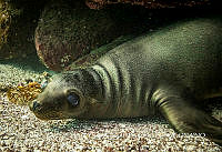 MN6FS 0012 Zalophus californianus.jpg