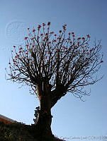 CGL0909 Erythrina americana.jpg