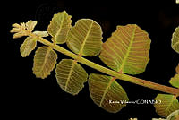 ME010 KV 00006 Comocladia palmeri Rose, 1923_.JPG