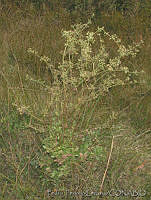 PTL0105 Apium graveolens.jpg
