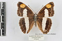 JF018 0458 Doxocopa pavon theodora.jpg