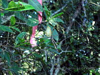 MRR052 Nephila clavipes.jpg