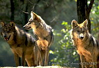 ELC0069 Canis lupus baileyi.jpg