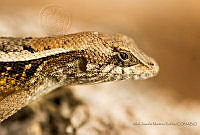 AJMR01 Sceloporus siniferus.jpg