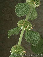 PTL1635 Marrubium vulgare.jpg