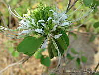 SHSM0007 Bauhinia divaricata.jpg