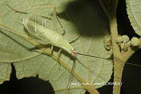 JCC0091 Oecanthus texensis.JPG