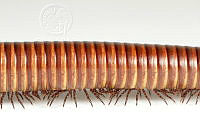 MASM07039 Myriapoda.jpg